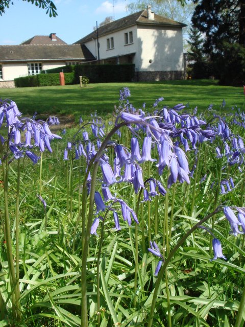 Hyacinthoides non-scripta